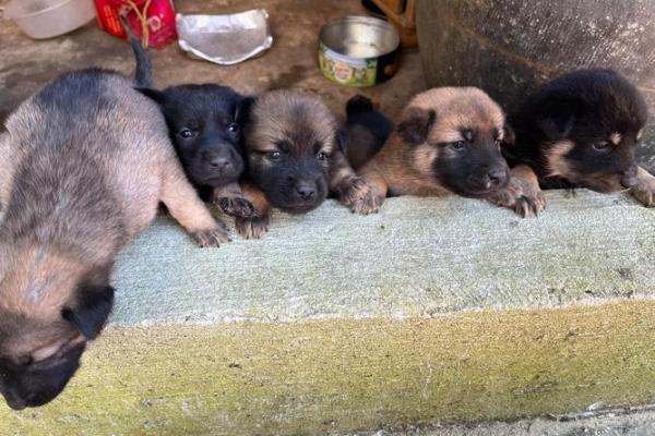 1994年狗年出生者的命运与性格解析