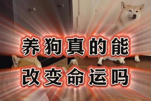 1994年狗年出生者的命运与性格解析