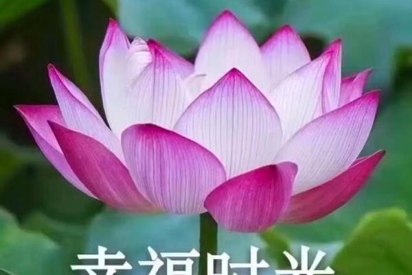 命里带莲花：揭开生肖与莲花的神秘联系