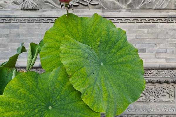 命理缺火的女人，如何补足内心的光芒与力量？