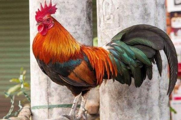 1954年属鸡人命运分析：从五行看生活的丰富与挑战