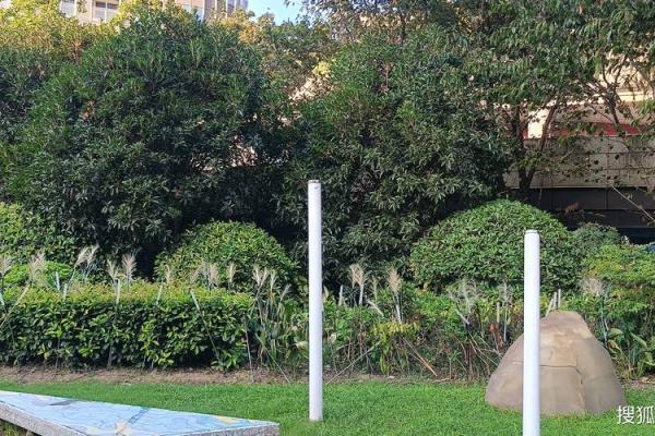 1995年辰时出生命理解析：探寻命运的奥秘与人生的真谛