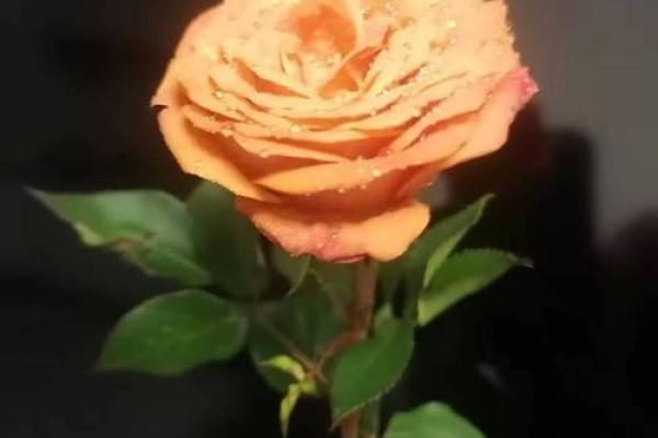 1907年属羊人的命运与性格分析：解析温柔与坚韧的完美结合