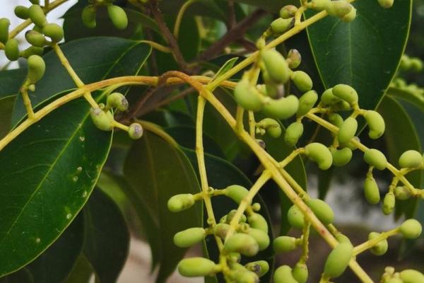 1980年10月7日出生的命运:温柔与坚韧的交响曲 1980年10月7日出生的命运:温柔与坚韧的交响曲