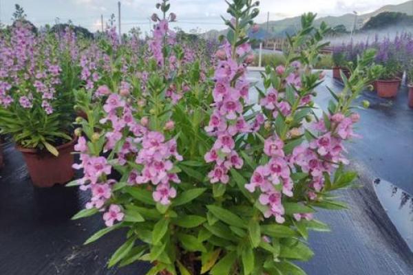 1991年2月13日出生者命格解析：人生旅途与命运趋向的深度剖析