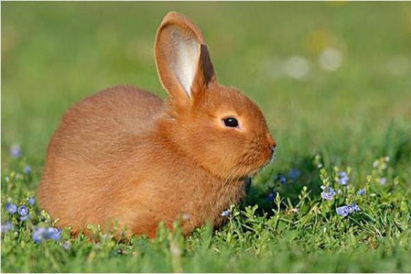 1952年兔年出生的人是什么命？解密兔年的命运与性格特征！