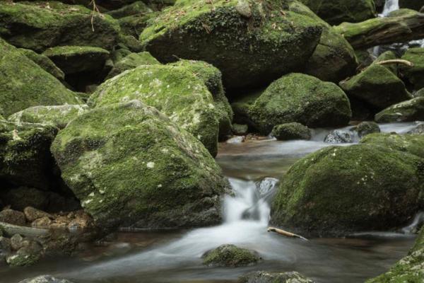 水命与土命适合养什么植物，提升运势与生活品质