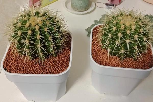 命命鸟:佛教中的生命象征与内心觉悟之旅 命命鸟:佛教中的生命象征与内心觉悟之旅