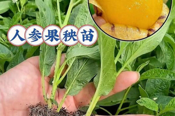 木命者的门头颜色选择：让生活充满生机与活力！