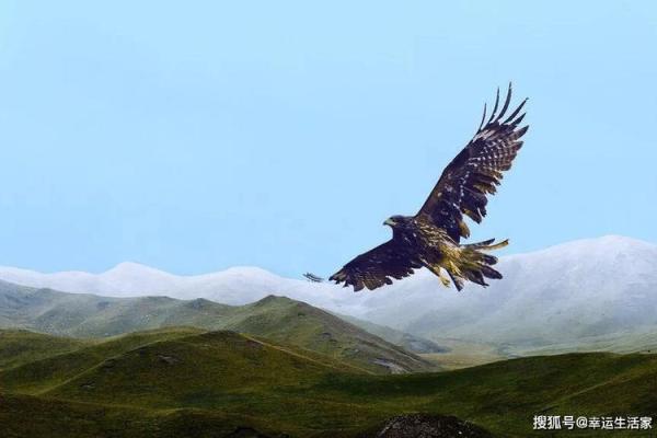 2006年属鸡的命运解析：抓住机遇，展翅高飞！