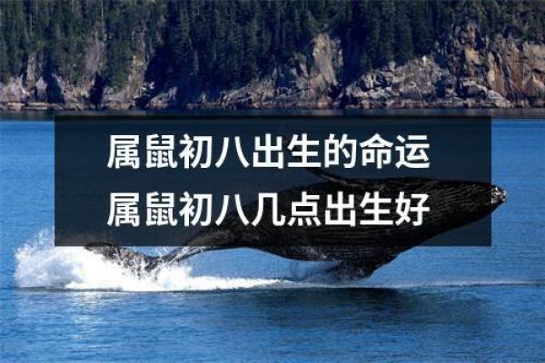 1972年属鼠的人：命理解析与性格特征分享
