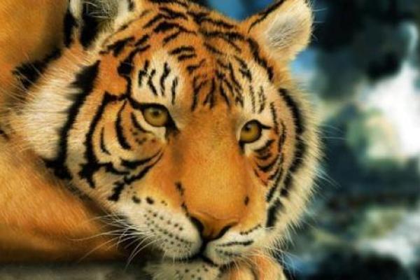 2008年虎年命理解析：勇猛与机遇的完美结合