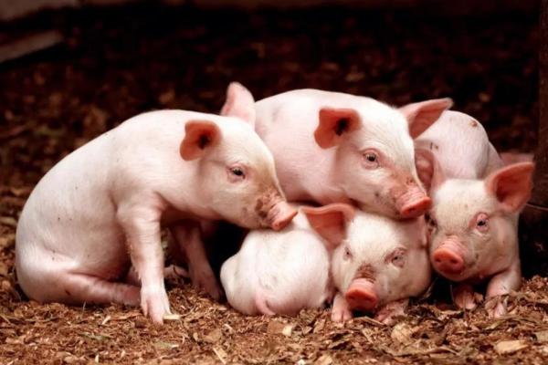 2020年生肖猪的命运解析:如何把握人生机遇与挑战 2020年生肖猪的命运解析:如何把握人生机遇与挑战