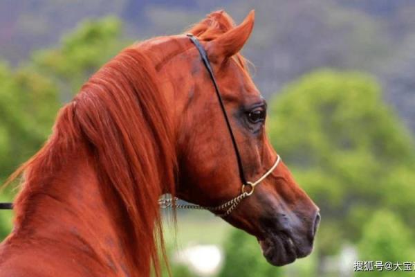 1990年出生的属马人的命运解析：如何把握人生的机遇与挑战