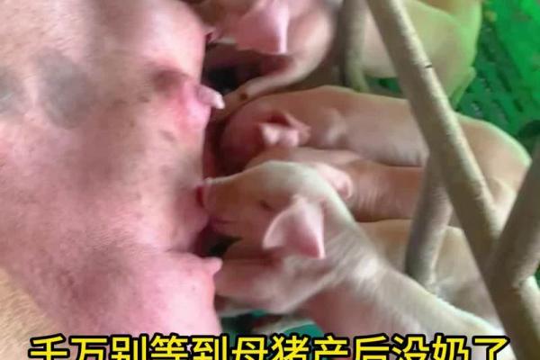 如何选择最佳方法让养猪事业务实现盈利？