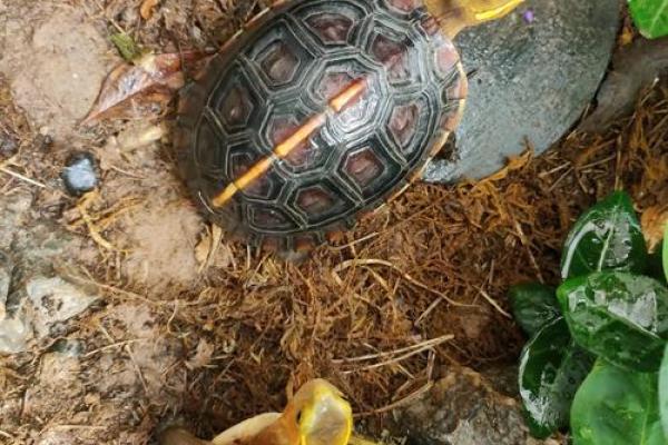 金鸡命的时辰出生与性格特征相结合的奥秘 金鸡命的时辰出生与性格特征相结合的奥秘