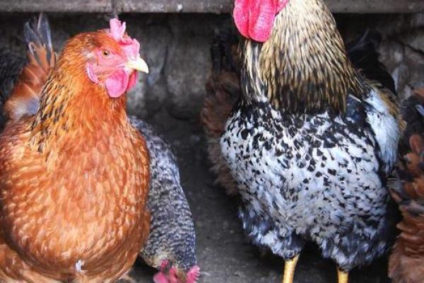 金鸡命的时辰出生与性格特征相结合的奥秘 金鸡命的时辰出生与性格特征相结合的奥秘