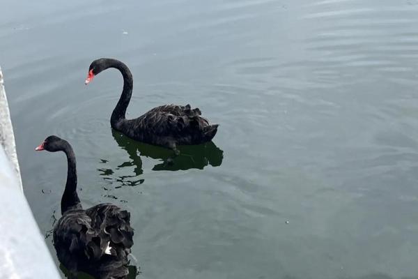 92年剑锋金命的最佳命配与你的命运之路
