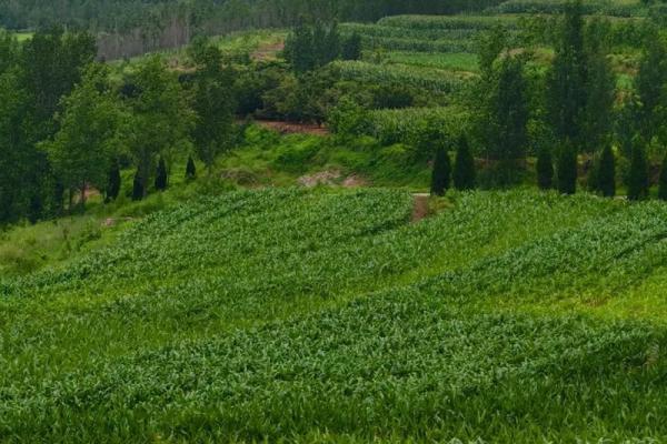 1980腊月出生的人命运揭秘：如何迎接人生机遇与挑战