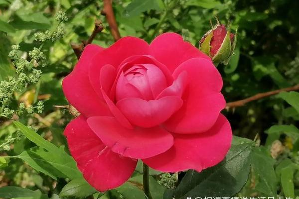 19901219出生的人生命运与性格分析