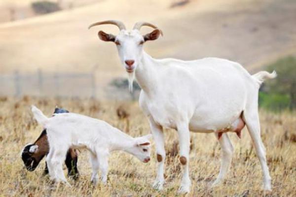 91属什么？揭秘91年出生人命中的神秘密码！