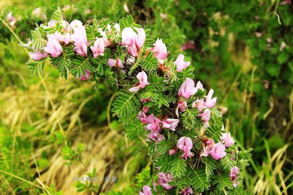 探秘山头之火：用什么养护让它永葆光彩？