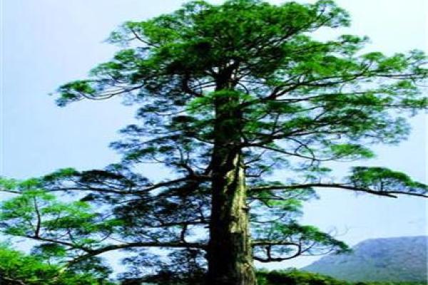 松柏木命的色彩心情:寻找属于它的五彩人生 松柏木命的色彩心情:寻找属于它的五彩人生