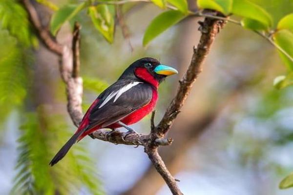 探秘蛇年戌时男孩的命运与性格分析