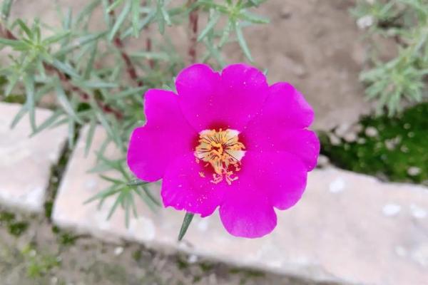 探秘女人菜籽命:如何把握命运之匙 探秘女人菜籽命:如何把握命运之匙