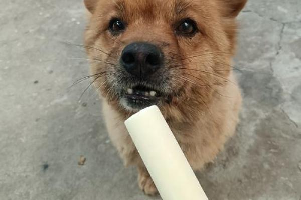 命理学看狗子的养殖禁忌，了解这些你就明白了！