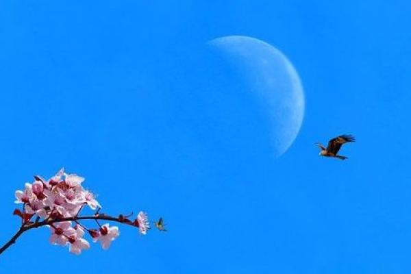 探秘桃花命格:人生与爱情的奇妙关联 探秘桃花命格:人生与爱情的奇妙关联