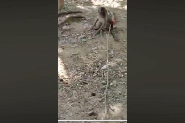 身上背猴子：命运的象征与人生的启示