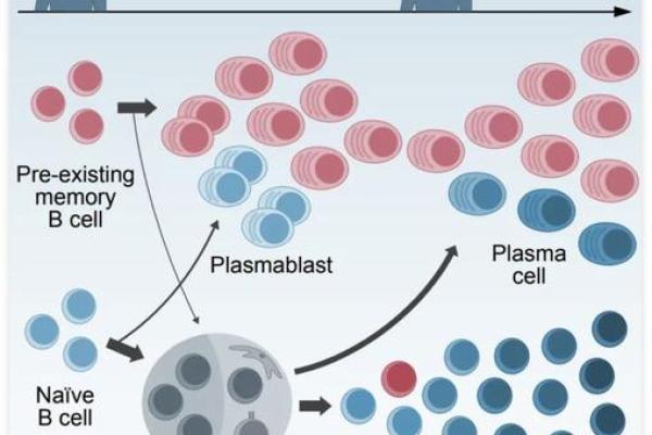 生于辛丑年:揭示命运的奥秘与人生路径 生于辛丑年:揭示命运的奥秘与人生路径