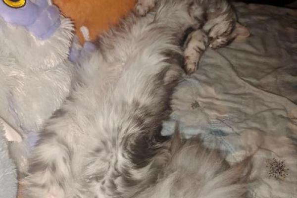 探秘猫命：你知道猫命是怎样影响猫咪幸福生活的吗？
