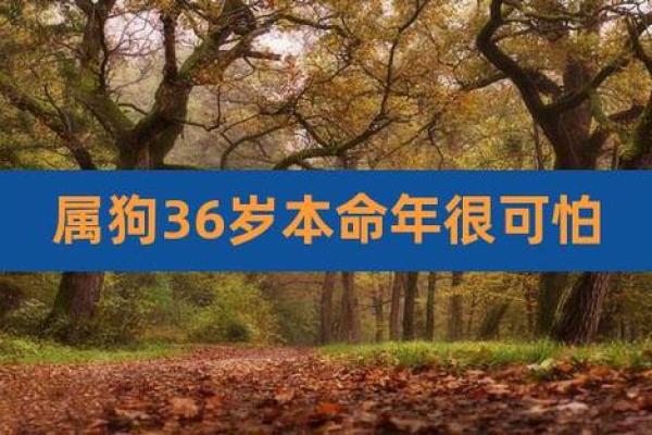 30属狗女性的命运解析：勇敢与智慧的双重交织