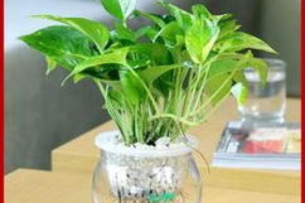 火命人的桌子上放什么植物最合适？助你旺运招财！