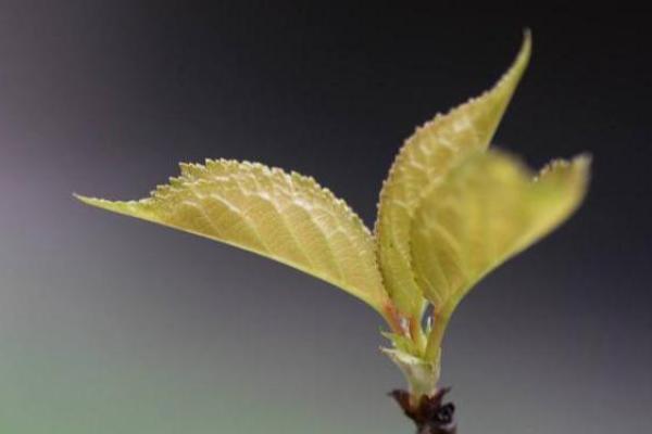 探秘木命女人的独特魅力与个性特征