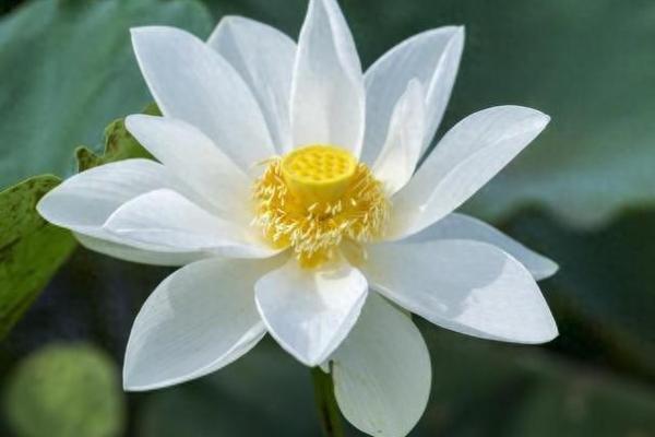根据莲花颜色了解你的命运与性格