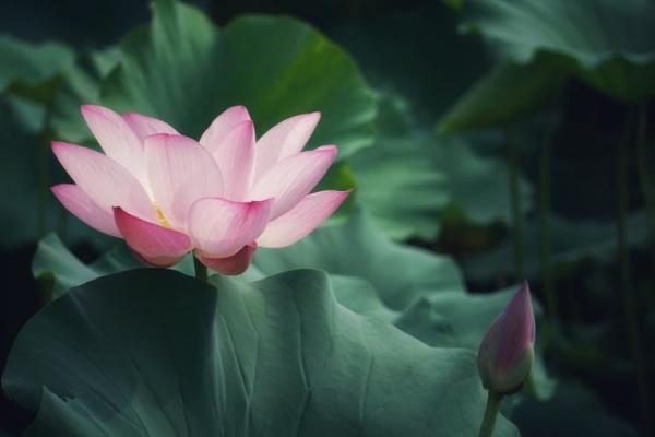 根据莲花颜色了解你的命运与性格