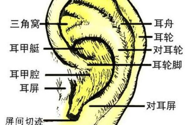 耳轮皱折的命运解读：那些与生俱来的秘密与启示