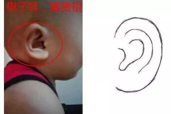 耳轮皱折的命运解读：那些与生俱来的秘密与启示