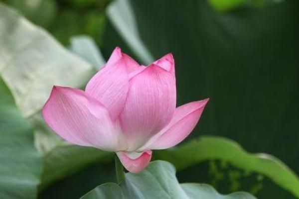 破解命里桃花的智慧：带上这些福物，让缘分绽放！