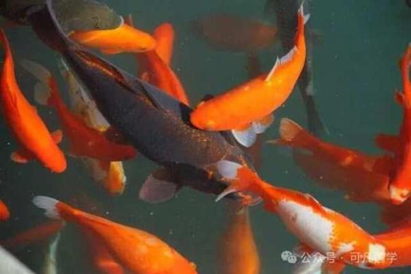 金命鱼的最佳颜色选择：色彩与运势的完美结合