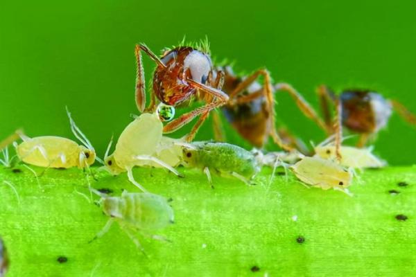 1995属蛇男命运解析:揭示性格与人生轨迹的秘密 1995属蛇男命运解析:揭示性格与人生轨迹的秘密