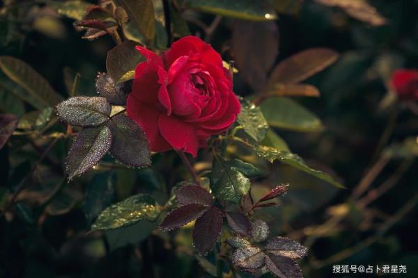 火命人该忌讳的生活与性格陷阱,助你旺运增运! 火命人该忌讳的生活与性格陷阱,助你旺运增运!