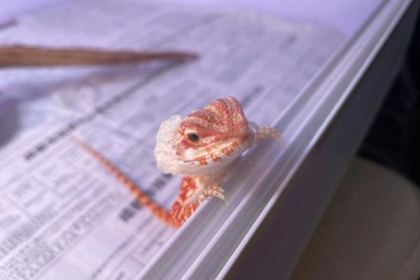 65年属小龙的人命运如何?深度解析小龙人的性格与命理 65年属小龙的人命运如何?深度解析小龙人的性格与命理