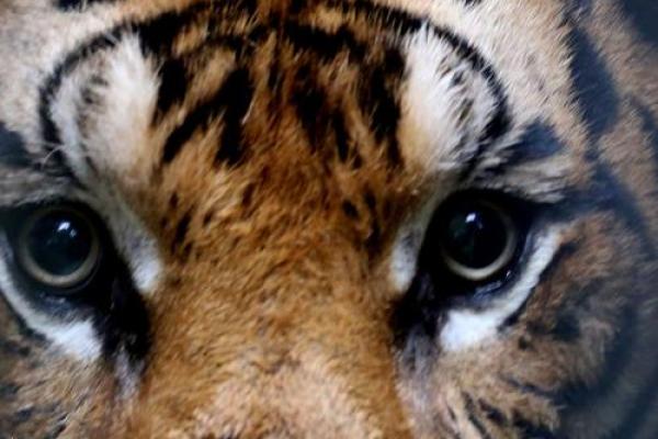 为何虎年是霸道命?解密虎年的传奇与气场 为何虎年是霸道命?解密虎年的传奇与气场