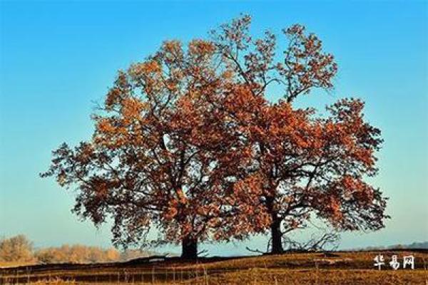探秘正月十三出生者的命格与性格特点 探秘正月十三出生者的命格与性格特点