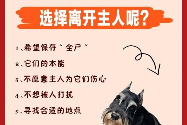 狗睡前巡视：守护与爱的本能展现