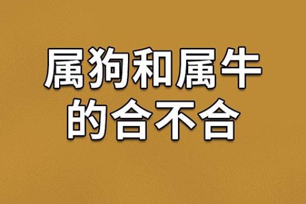 2006年狗年的命运分析与人生启示